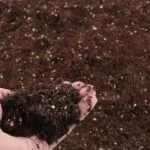 Light Weight Potting Mix - image 3